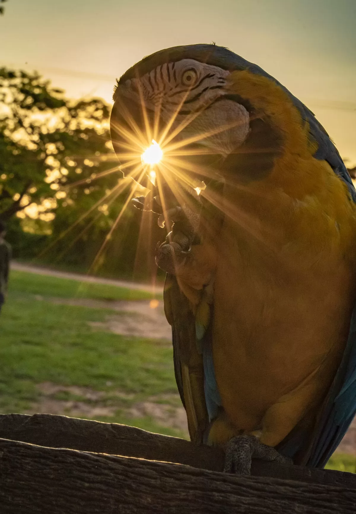 10 motivos para viajar para o Pantanal