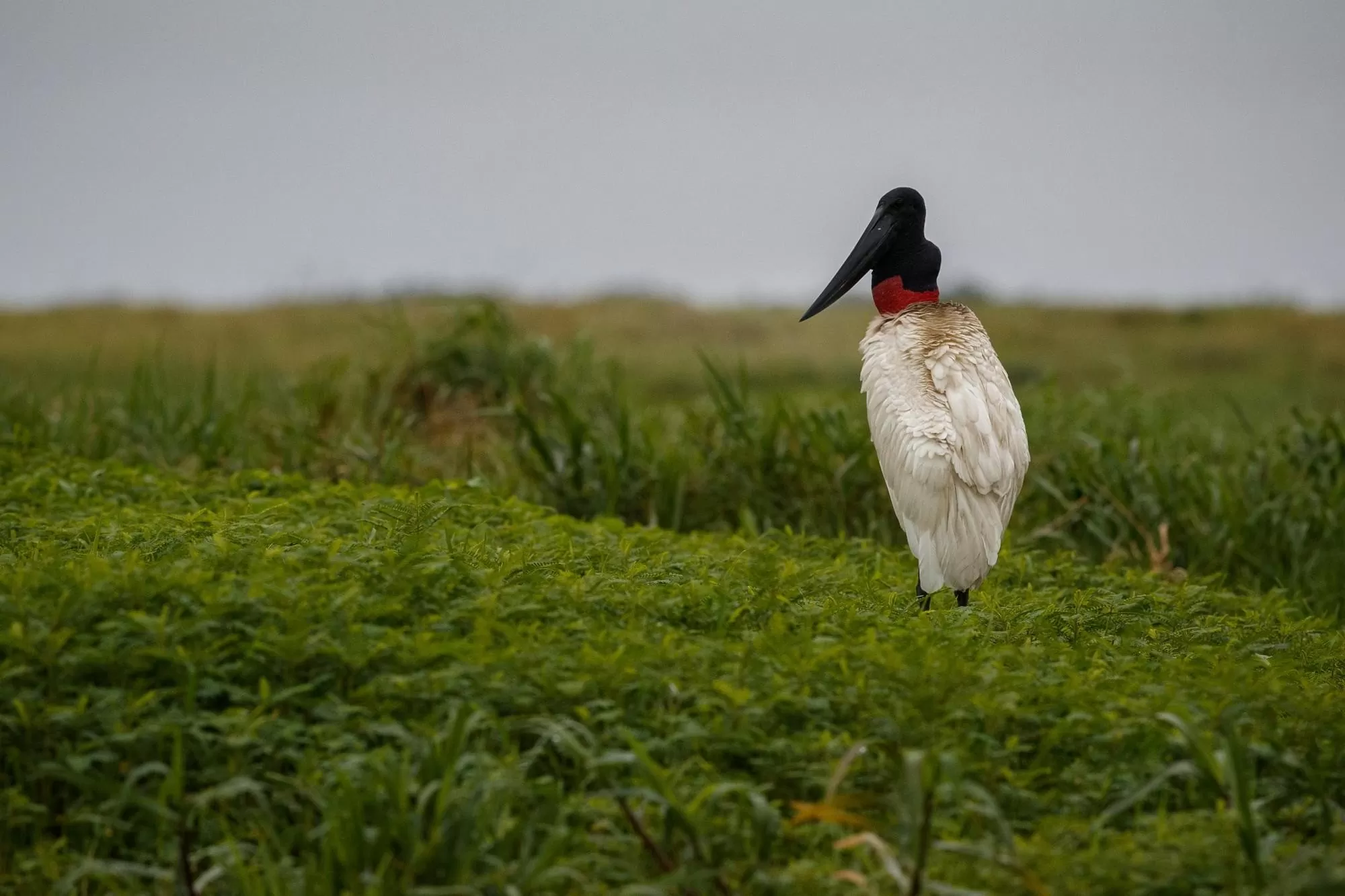 5 curiosidades sobre o Pantanal que a novela não conta