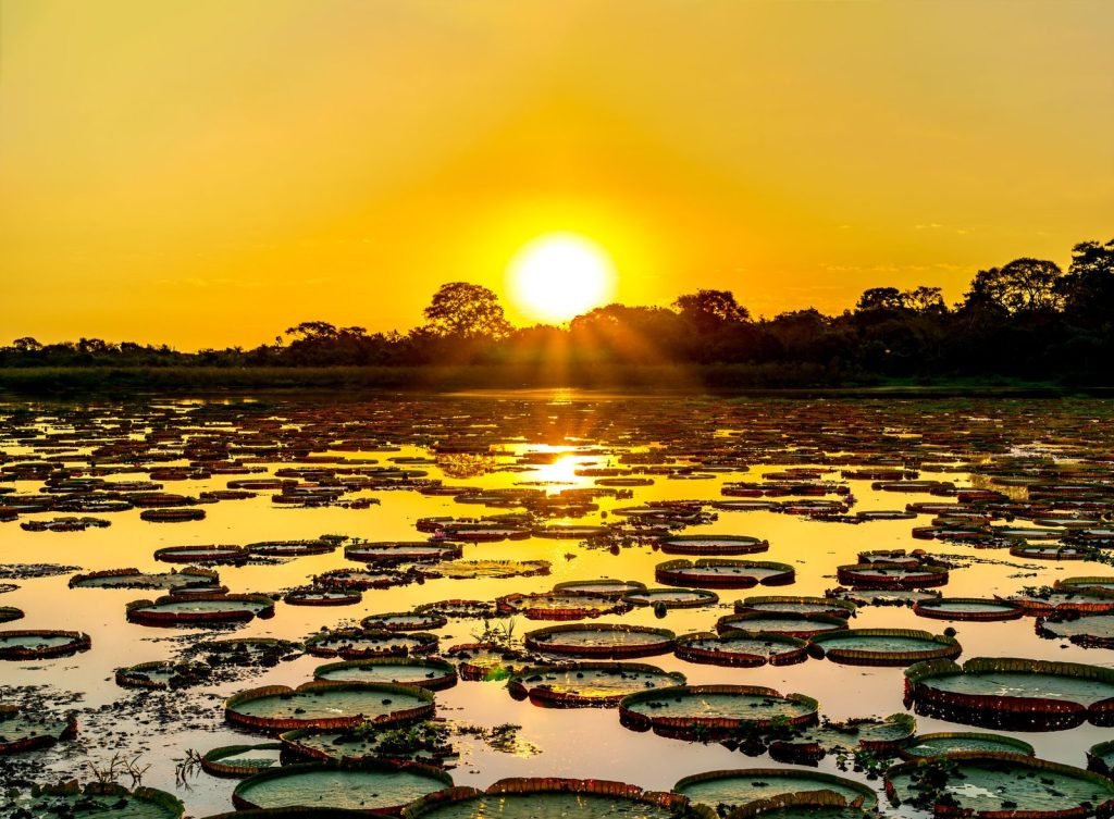 visitar o pantanal