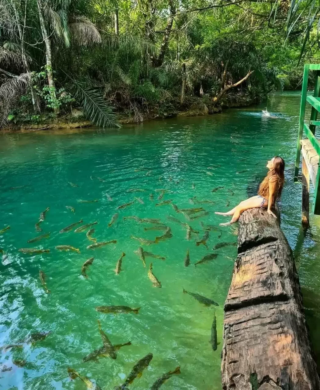Piraputangas: conheça o peixe símbolo de Bonito MS