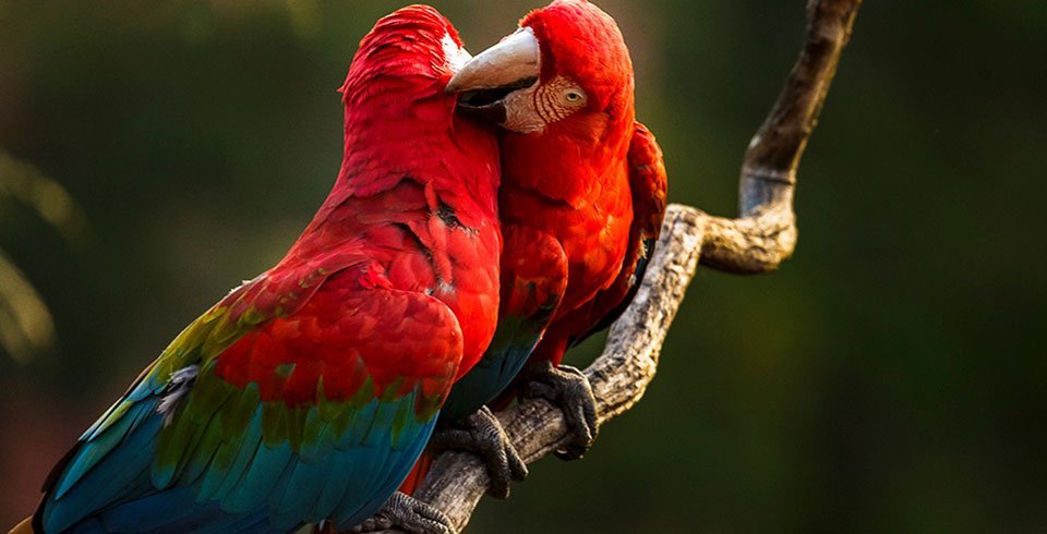 observação de aves em bonito