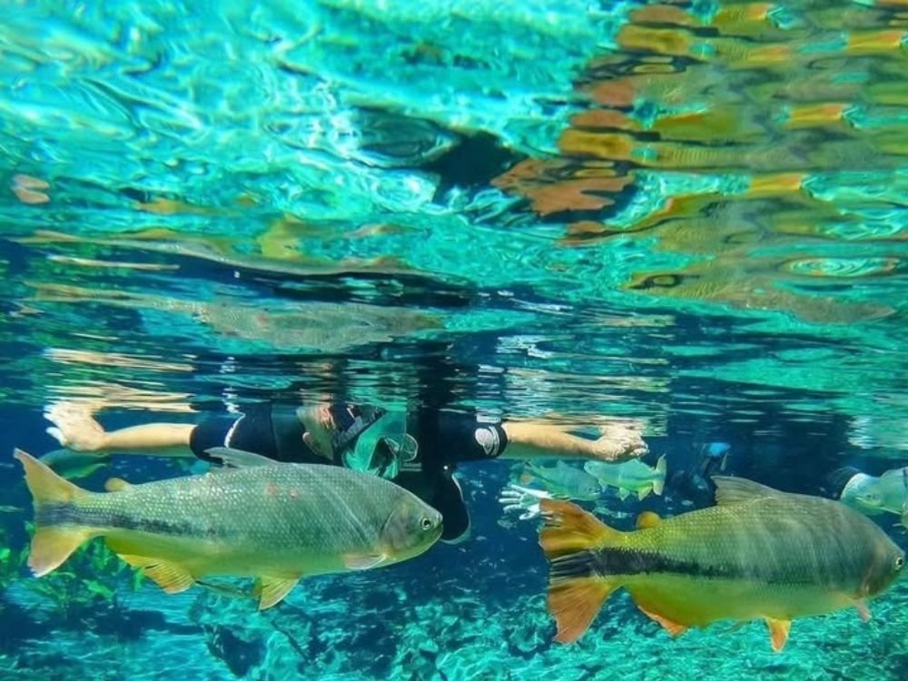 Flutuação em rio cristalino com peixes típicos do Pantanal, uma das principais atrações ao pensar quantos dias ficar em Bonito MS.