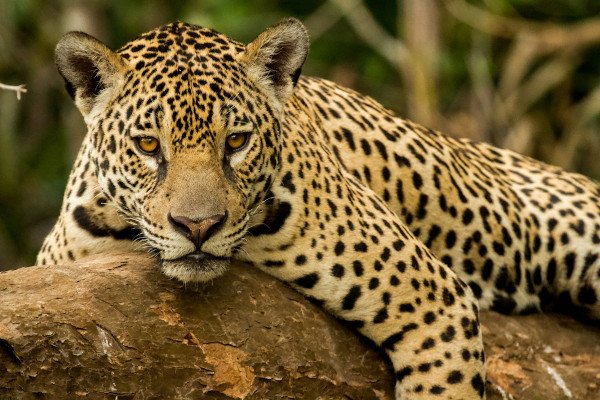 Onça-pintada: características, habitat, conservação