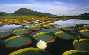 Pescaria no Pantanal: O Guia Completo do Rio Miranda